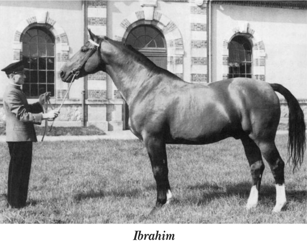 "Born in 1952, Ibrahim shows the same qualities as a modern sport horse — apart from his typically Anglo-Norman heavy-set head." 