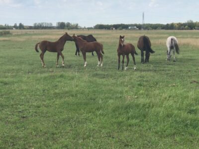 babies in pasture