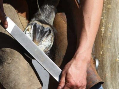 farrier-trimming-horse-hoof-1280x640